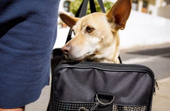 un-chien-dans-un-sac-de-transport