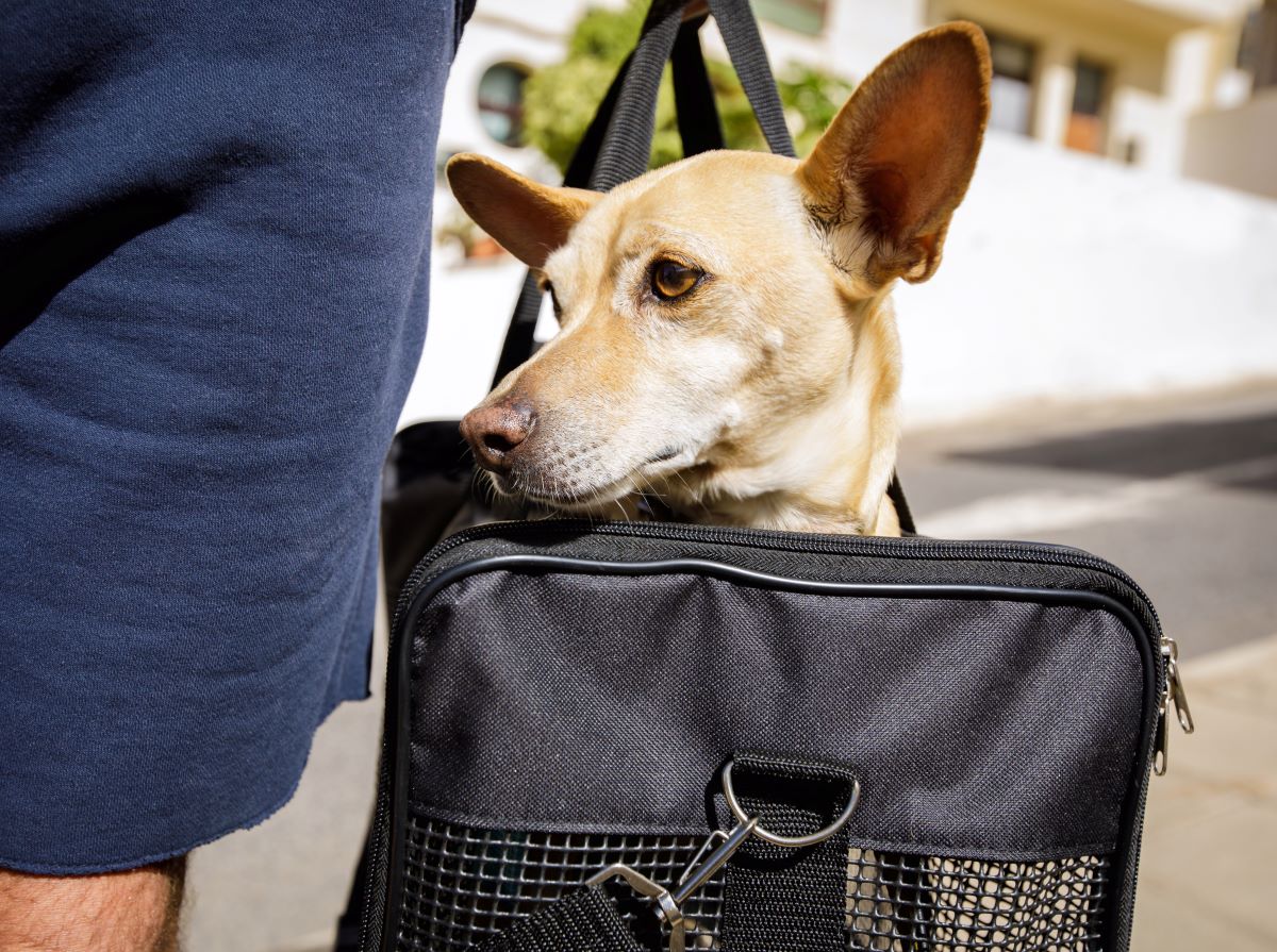 un-chien-dans-un-sac-de-transport