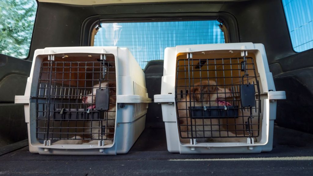 2 cages de transport dans un coffre de voiture 2 cages de transport dans un coffre de voiture