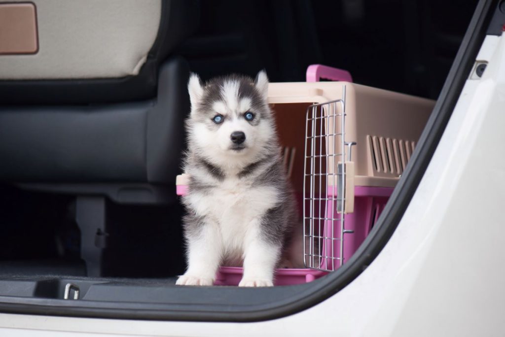 chiot dans un coffre avec sa cage chiot dans un coffre avec sa cage
