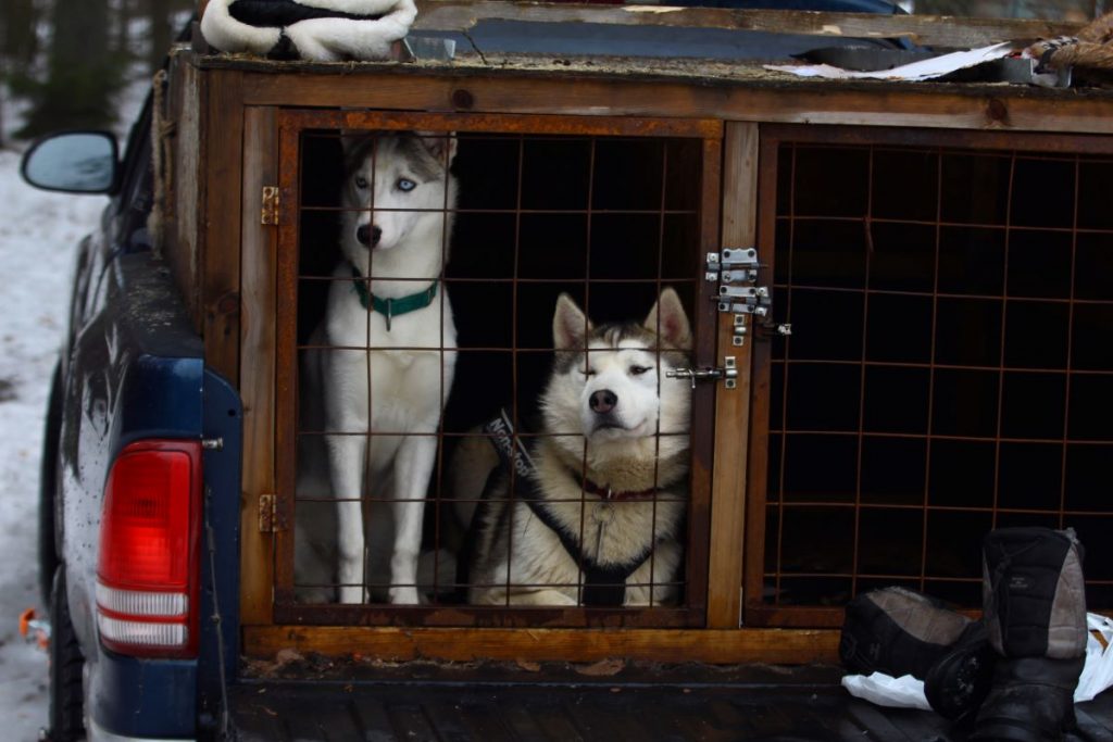 deux husky dan sun coffre de voiture deux husky dan sun coffre de voiture