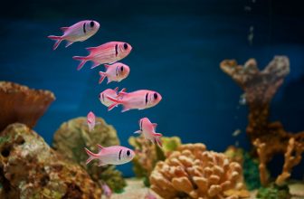 petits-poissons-rose