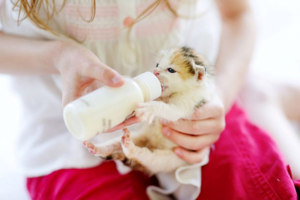 un bébé chat boit du lait un bébé chat boit du lait