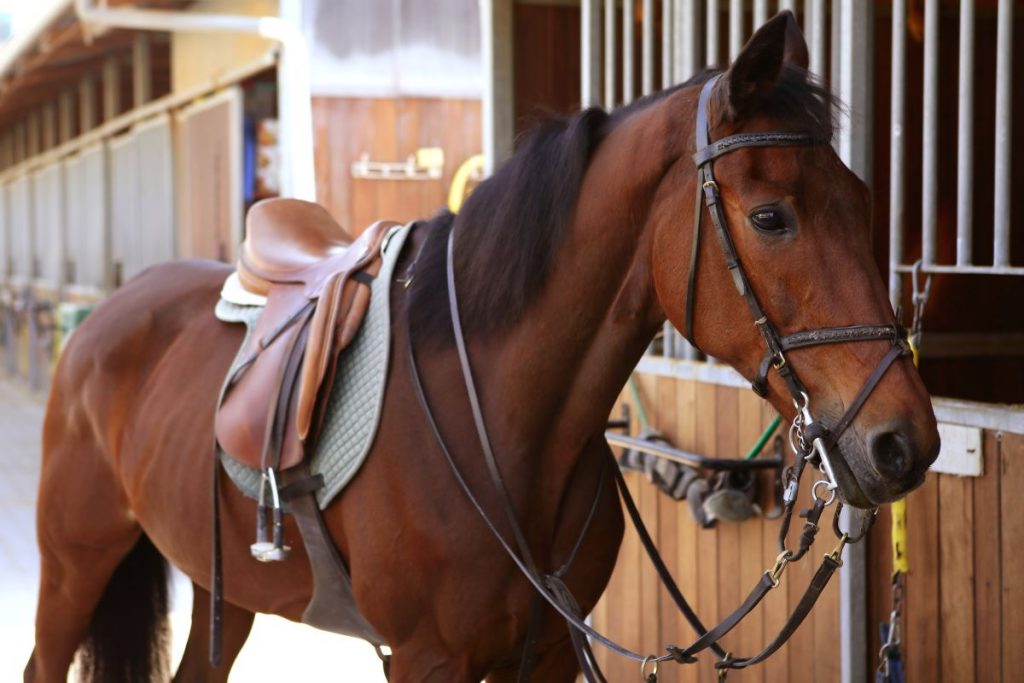 un cheval avec une selle western un cheval avec une selle western