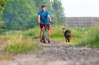 un-chien-attache-a-un-velo