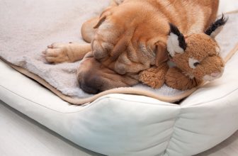 un-chien-dan-sosn-panier