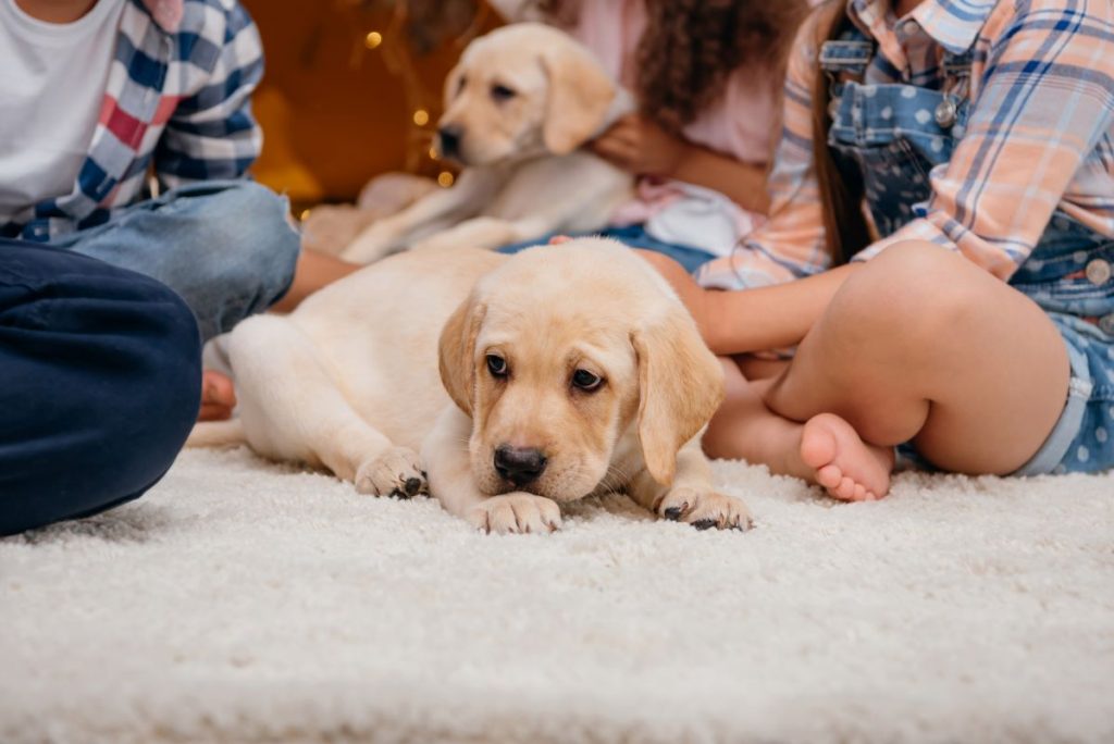 un chiot labrador couché un chiot labrador couché
