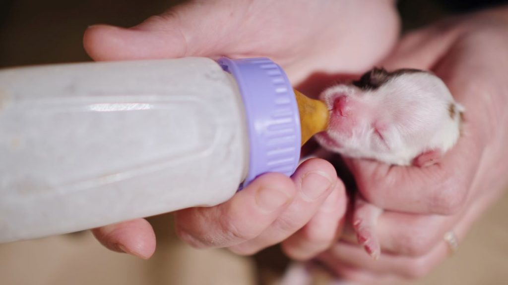 un chiot nouveau né boit du lait un chiot nouveau né boit du lait
