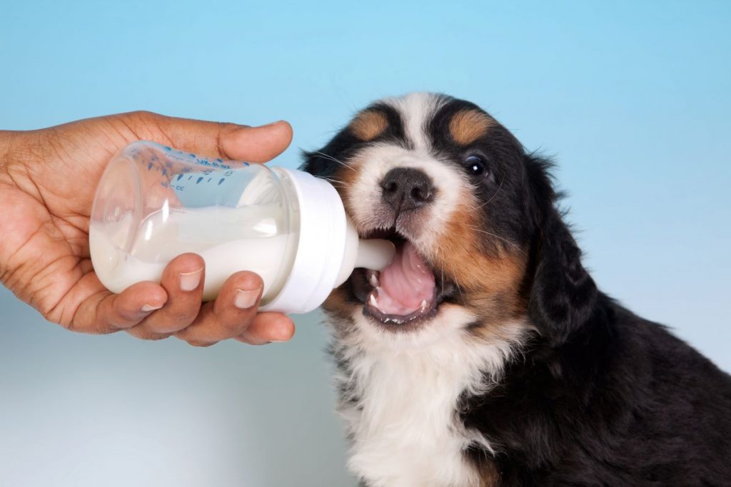 un chiot qui boit du lait dans un biberon un chiot qui boit du lait dans un biberon