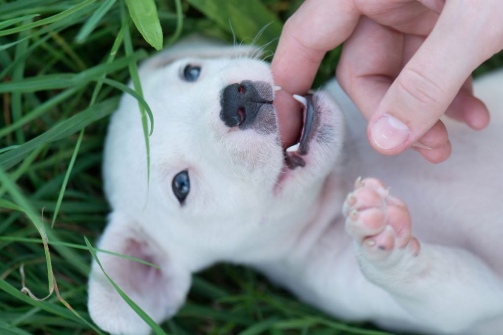 un chiot qui joue un chiot qui joue