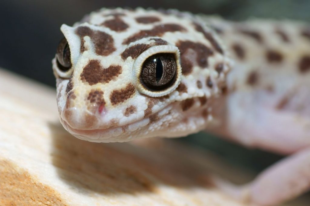 un gecko léopard vu de prÚs un gecko léopard vu de prÚs