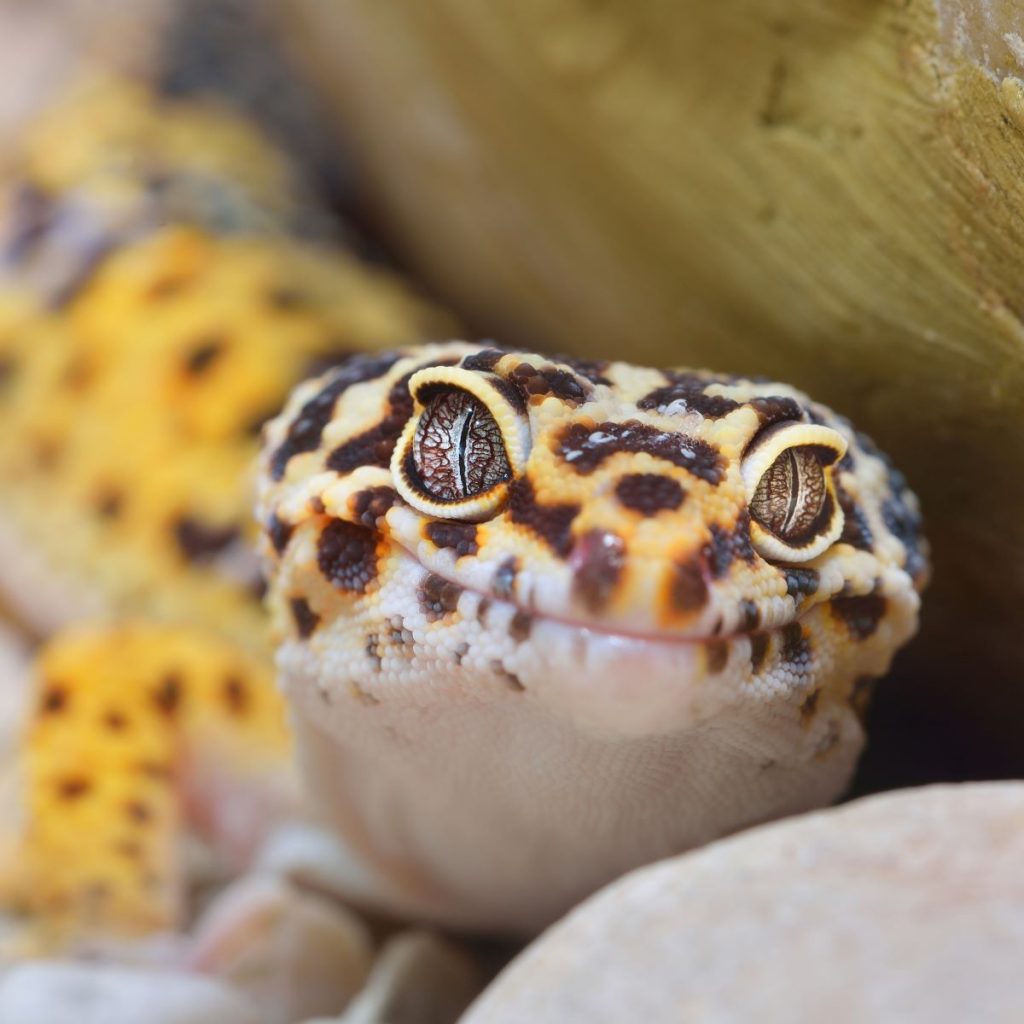 un gecko vu de face un gecko vu de face