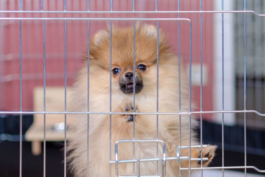 un petit chien un petit chien