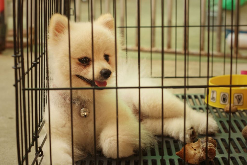 un petit chien dans une cage un petit chien dans une cage