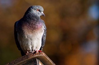 pigeon