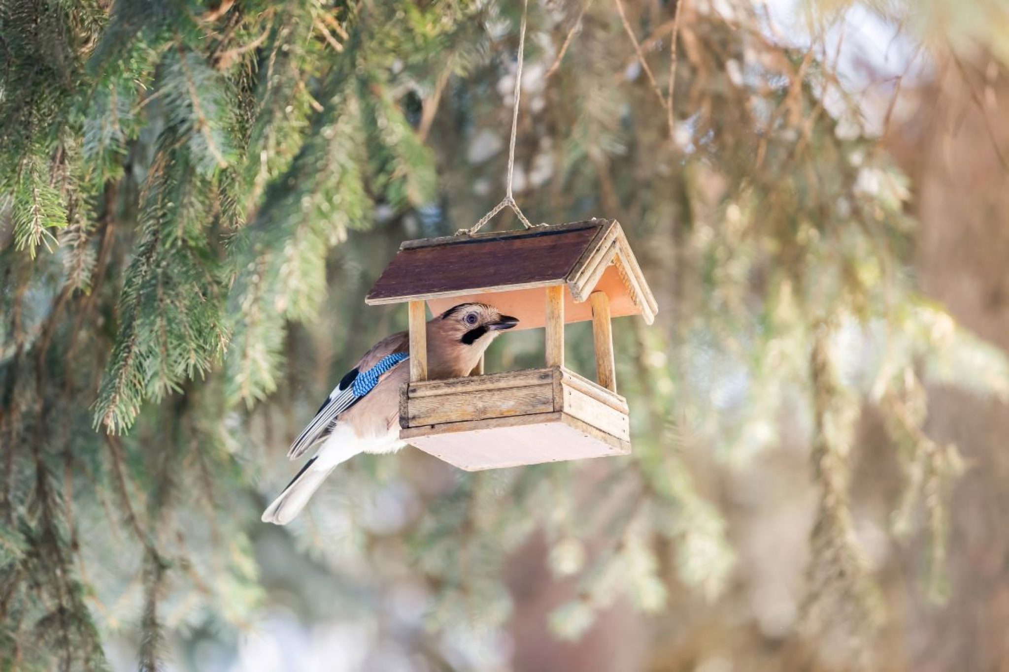 🐦 Nourriture pour Oiseaux Sauvages - Test & Avis [2025]