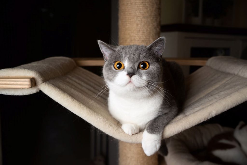 un chat couché dans un hamac d'arbre à chat un chat couché dans un hamac d'arbre à chat