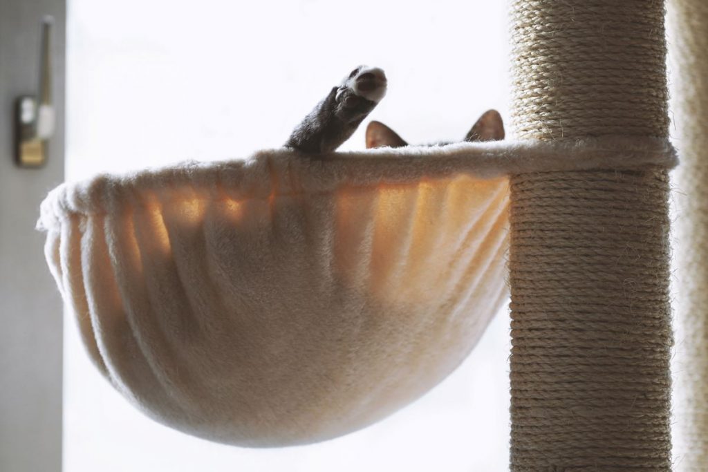 un chat dans un hamac un chat dans un hamac