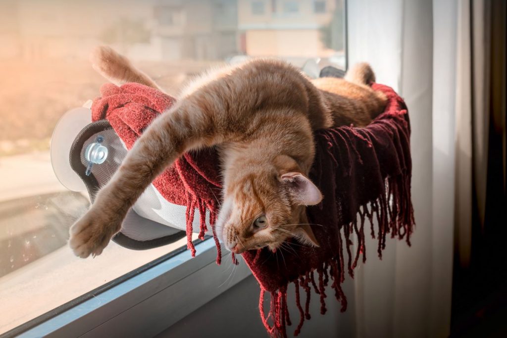 un chat dans un hamac de fenĂȘtre un chat dans un hamac de fenĂȘtre