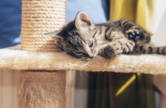 bebe-chat-sur-griffoir