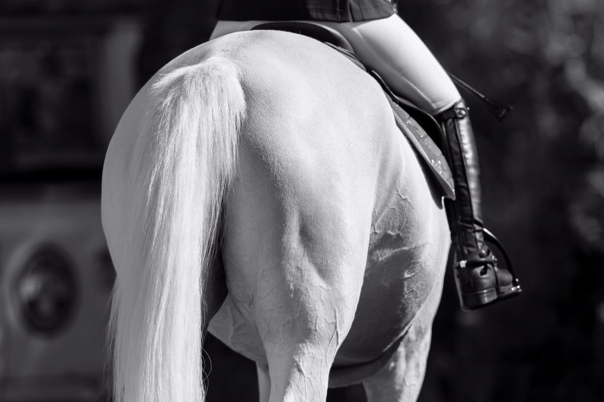 🏇 Culottes de Cheval Test et Avis Animaitre 🏇 Culottes de Cheval Test et Avis Animaitre
