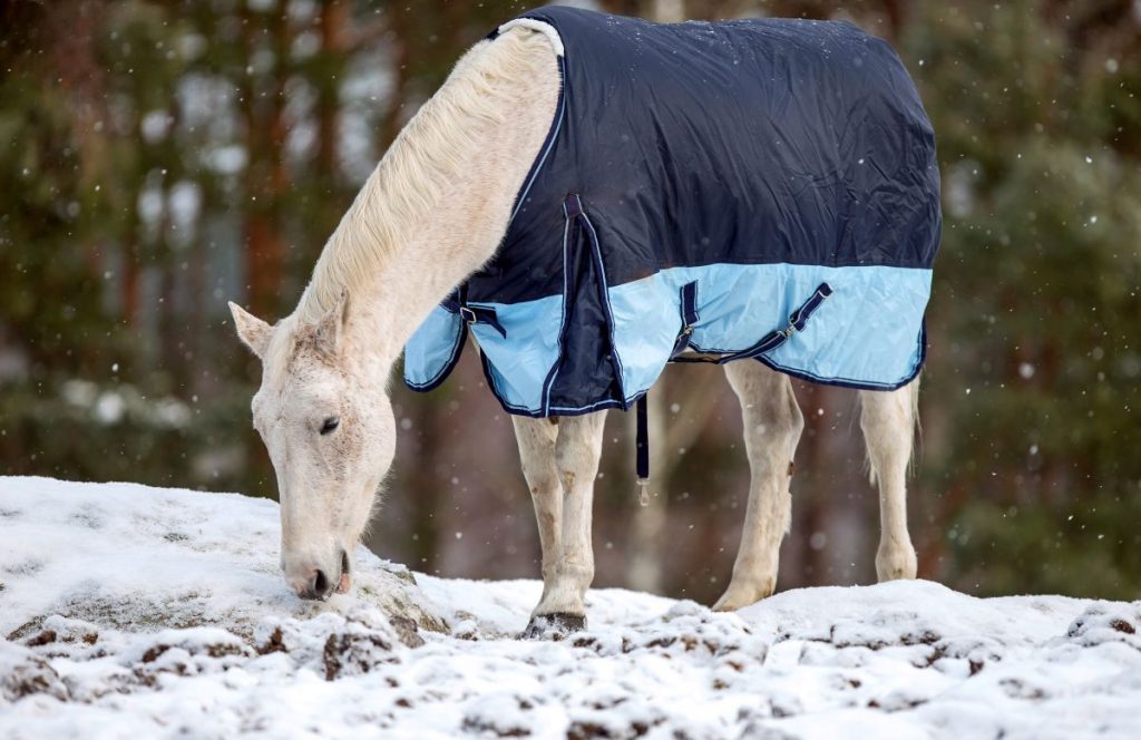cheval avec couverture d'hiver cheval avec couverture d'hiver