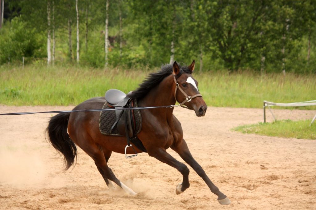 cheval-avec-longe