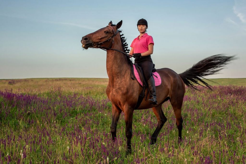 cheval dans la nature cheval dans la nature