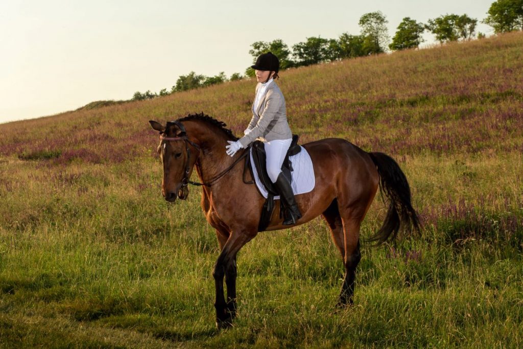 cheval et cavalier cheval et cavalier