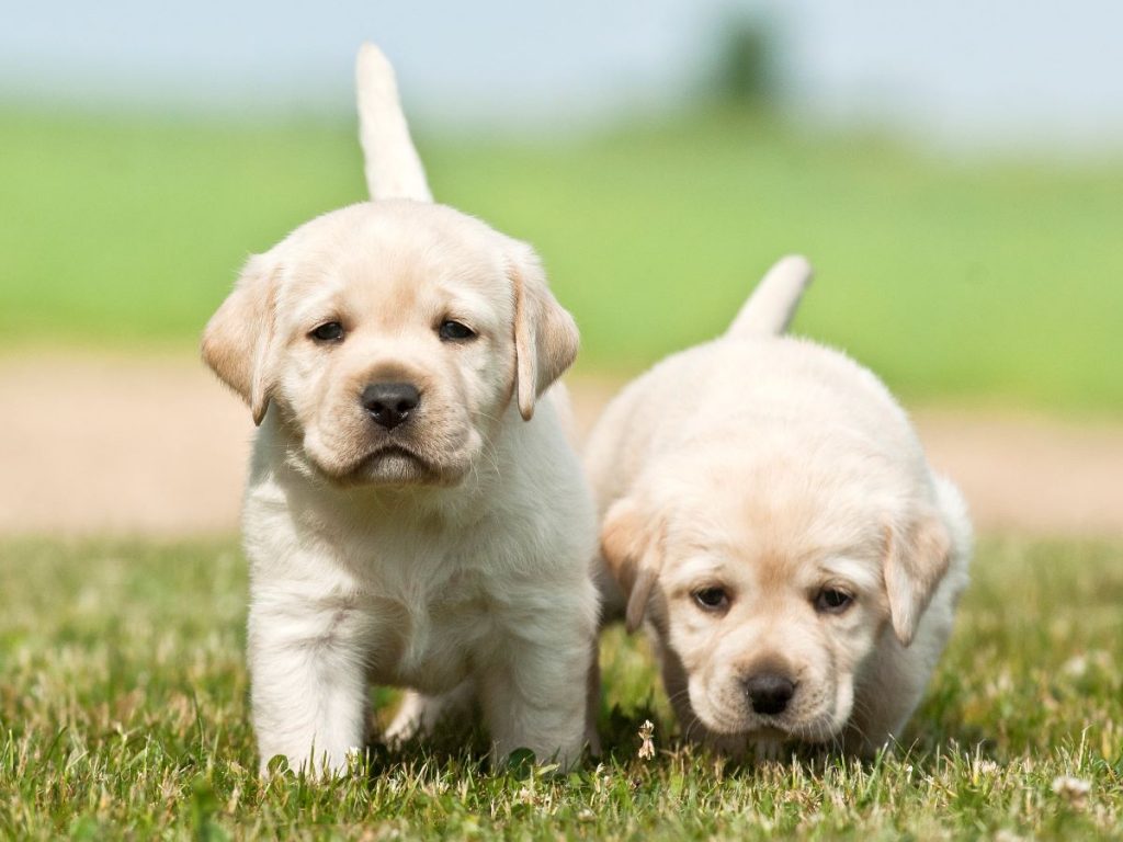 deux labradors chiots deux labradors chiots