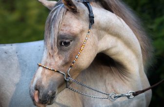 un-cheval-au-licol-noue