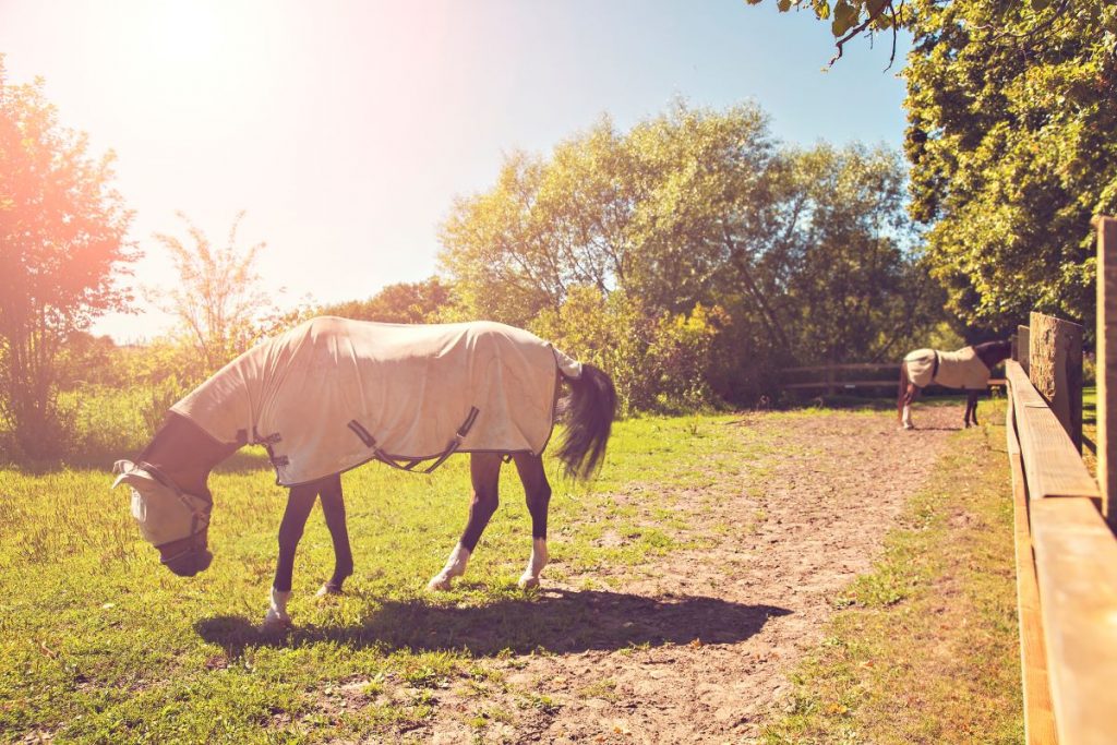 un cheval dans son champs recouvert d'une couverture un cheval dans son champs recouvert d'une couverture