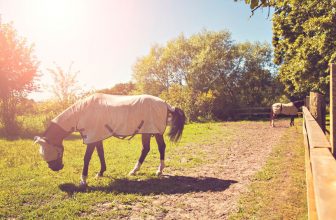 un-cheval-dans-son-champs-recouvert-dune-couverture