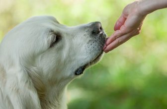 Les chiens mordent partout. Pendant que vous y êtes, assurez-vous que votre sac de nourriture pour chiens n'est pas dangereux pour votre chien.