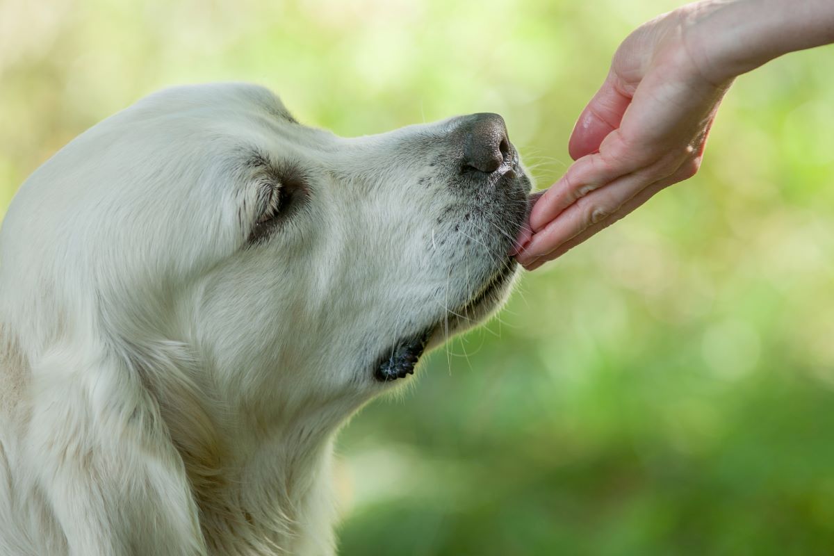 Les chiens mordent partout. Pendant que vous y êtes, assurez-vous que votre sac de nourriture pour chiens n'est pas dangereux pour votre chien.