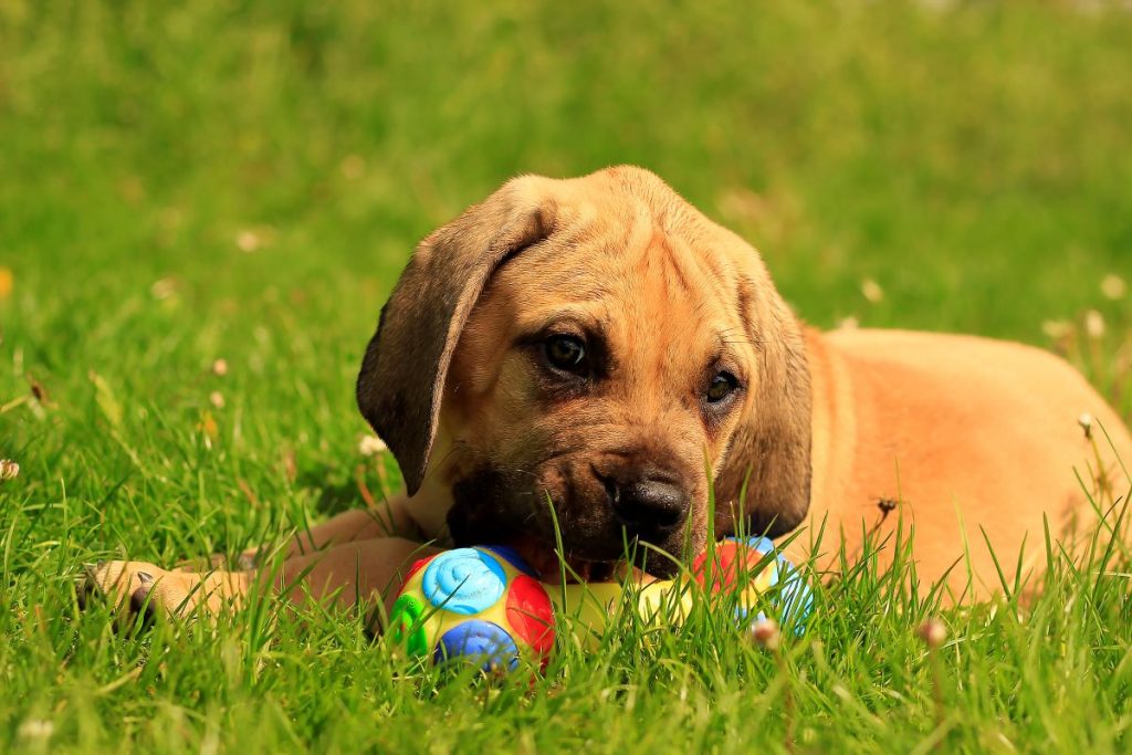 un chiot et son jouet un chiot et son jouet
