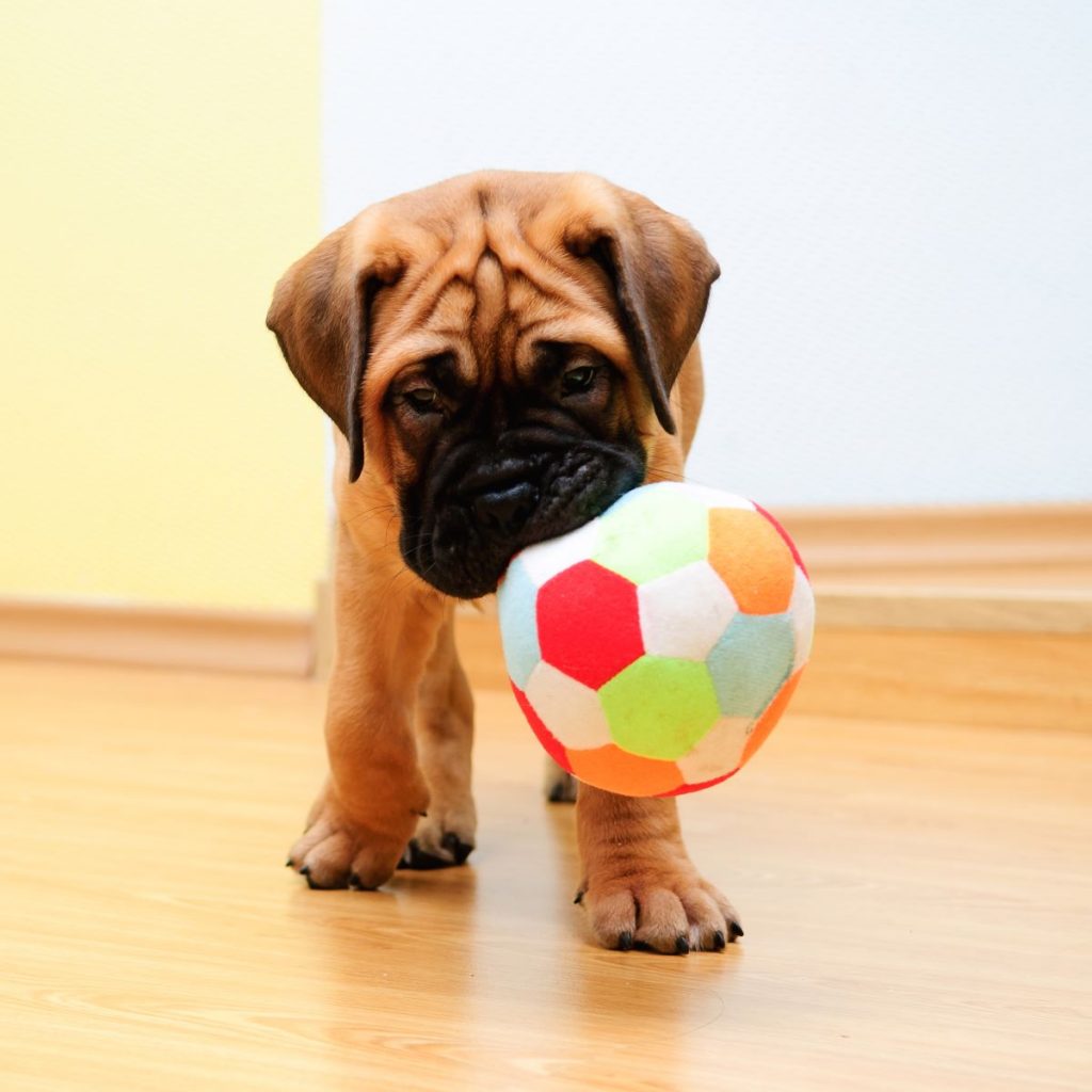un chiot mastiff avec un ballon un chiot mastiff avec un ballon