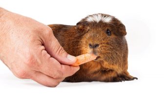 cochon-dinde-et-carotte