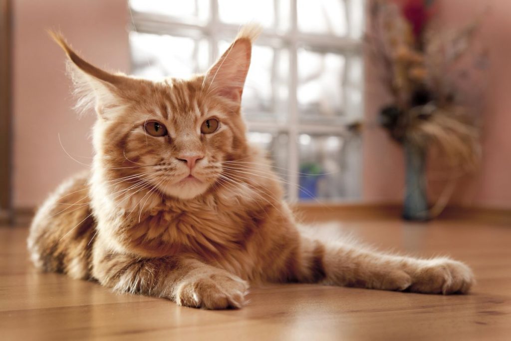 maine coon maine coon