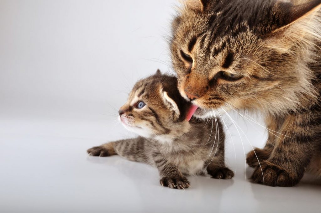 maman chat qui nettoie son bébé maman chat qui nettoie son bébé