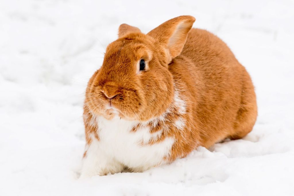 un lapin dans la neige un lapin dans la neige