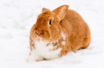 un-lapin-dans-la-neige