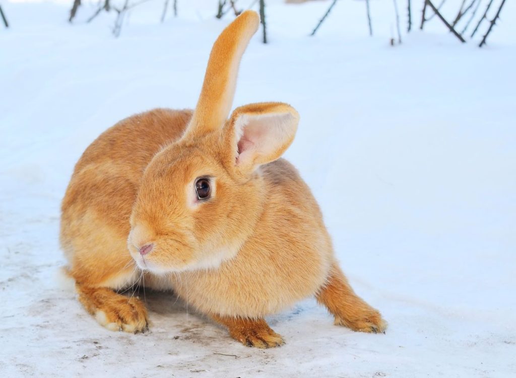 un lapin roux un lapin roux