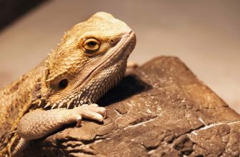 un reptile