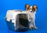 Boîte de Transport pour Chiens : Test & Avis