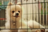 Cage pour Chien : Test et Avis