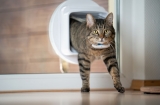 GPS pour Chats: Test & Avis