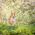 Tondeuse pour Animaux : Test et Avis