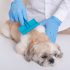 Matelas pour Chien : Test & Avis