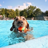 Piscine pour Chiens : Test et Avis